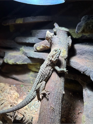 Weibliche Zwerg Bartagame 1,5 Jahre 