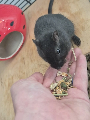 2 Rennmäuse Schwarz