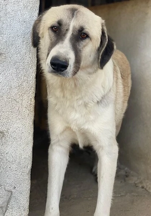 Sido, geb. ca. 02 2024, lebt in GRIECHENLAND, im städt. Tierheim Serres Bild 7