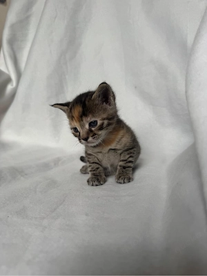  Kullerkekse & bunte Wunder: Zauberhafte Kitten-Mädchen suchen Herzensmenschen  Kitten