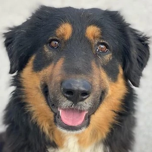 Sirius Black, geb. ca. 12 2023, lebt in GRIECHENLAND, im städt. Tierheim Serres