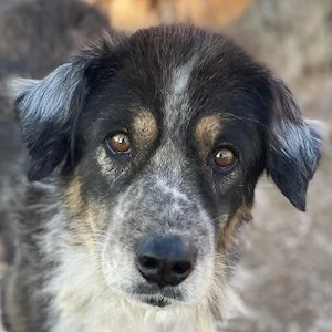 Bente, geb. ca. 04 2020, lebt in GRIECHENLAND, im städt. Tierheim Serres