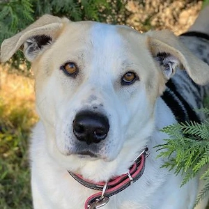 Rango, geb. ca. 01 2020, lebt in GRIECHENLAND, auf einer privaten Pflegestelle