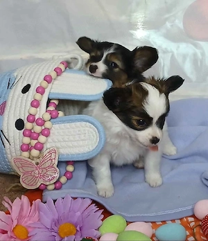 Papillon-Welpen (2 Mädchen und 1 Junge noch verfügbar)