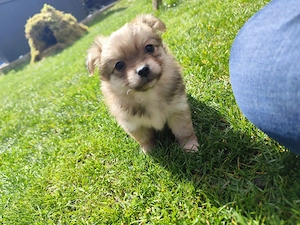 Yorkshire Terrier x Pomeranian Welpen   liebevoll aufgezogen, ab Mai abzugeben