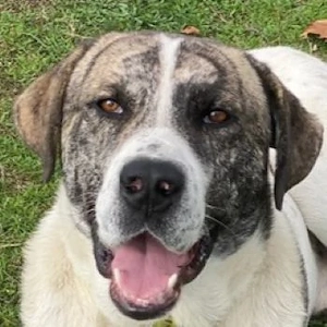 Pugsley, geb. ca. 11 2024, lebt in GRIECHENLAND, im städt. Tierheim Serres