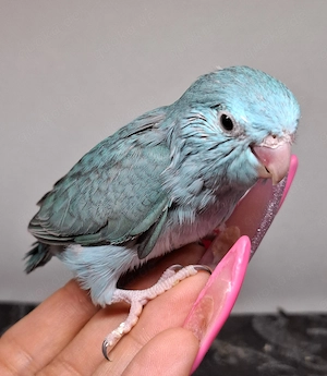 0.1 Blaugenick Sperlingspapageien 