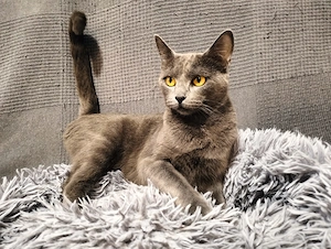 Clara sucht ihr Für-immer-Zuhause