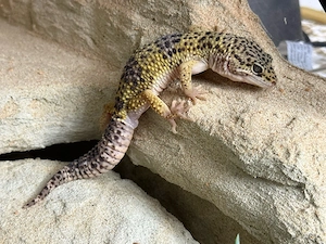 Leopardgecko Männchen Lavender 1,0