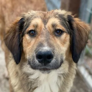 Sir Henry, geb. ca. 10 2024, lebt in GRIECHENLAND, im städt. Tierheim Serres  