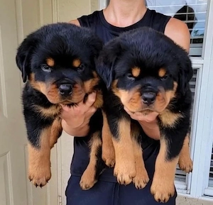 Rottweilerwelpen zu verkaufen