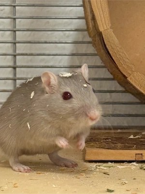 Verkaufe zwei männlich Rennmäuse mit viel Zubehör
