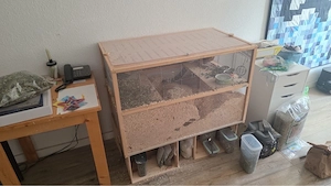 Verkaufe zwei männlich Rennmäuse mit viel Zubehör