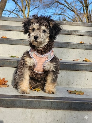 Junger süßer Toypudel Rüde 