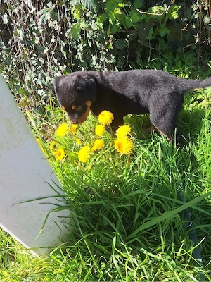 Rottweiler Welpe