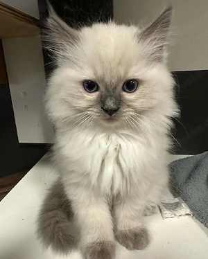 Ragdoll-Kätzchen zu verkaufen.