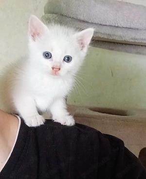 Bengal Mix Türkische Angora Kitten , Katzen Babys 