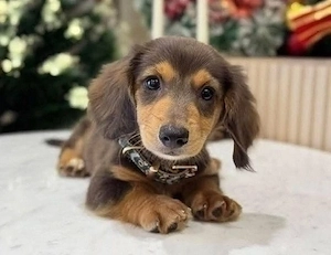 3 süße Mini-Dackel welpen