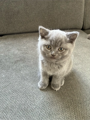 BKH Kitten (British Shorthair) süße Katzenbaby abzugeben