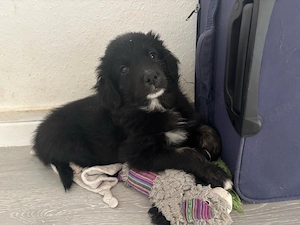 Goldendoodle Welpen suchen liebevolles Zuhause 