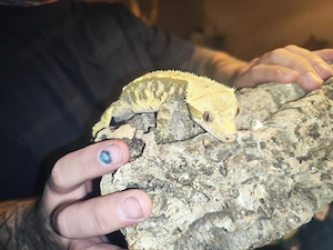 Verkauf Kronengecko inkl. Terrarium und Zubehör