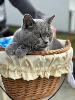 Britisch Kurzhaar  Kater 8 Monate 