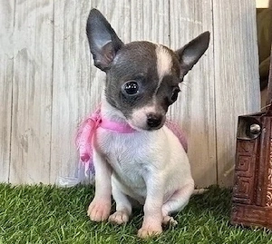 Wunderschöne Chihuahua-Welpen