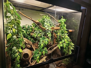 Verkaufe Kronengecko-Zuchtpaar inkl. Terrarium und Zubehör Bild 9