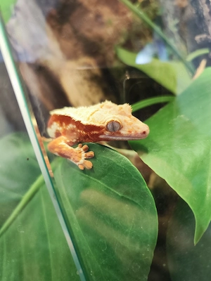 Verkaufe Kronengecko-Zuchtpaar inkl. Terrarium und Zubehör Bild 2