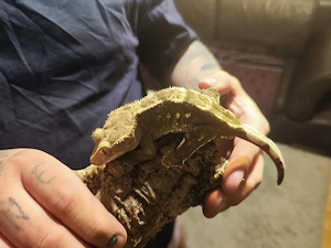 Verkaufe Kronengecko-Zuchtpaar inkl. Terrarium und Zubehör Bild 7