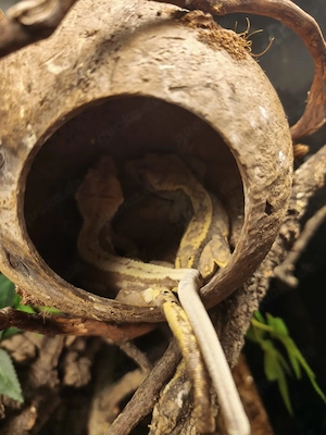 Verkaufe Kronengecko-Zuchtpaar inkl. Terrarium und Zubehör Bild 3