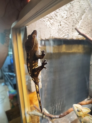 Verkaufe Kronengecko-Zuchtpaar inkl. Terrarium und Zubehör Bild 8