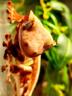 Verkaufe Kronengecko-Zuchtpaar inkl. Terrarium und Zubehör