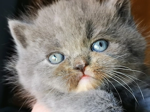 Wir haben wunderschöne BKH BLH Babys demnächst in liebevolle Hände abzugeben 