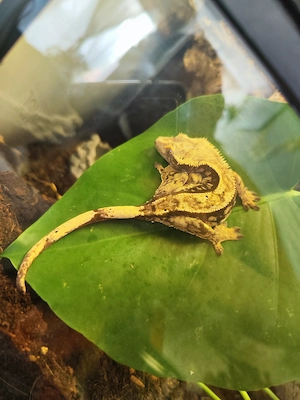Verkaufe Kronengecko-Zuchtpaar inkl. Terrarium und Zubehör Bild 5