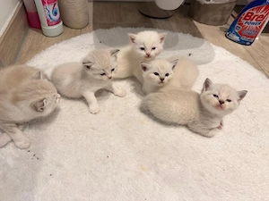 British Kurzhaar Kätzchen zu verkaufen