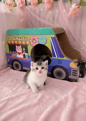 Zuckersüsse Reinrassige Bkh Kitten