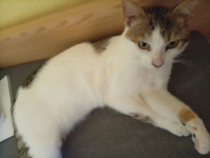 8 Monate alter Kuschelkater 