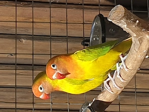 Rußköpfchen Agapornis nigrigenis