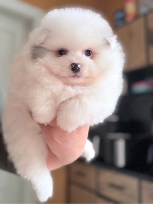 Pomeranian welpen vom züchter 