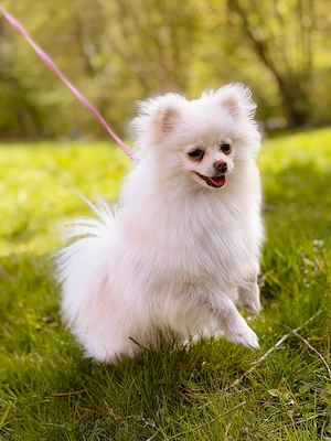 Pomeranian Zwergspitz