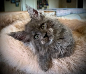    Maine Coon Kitten   10 Wochen alt    Bild 2