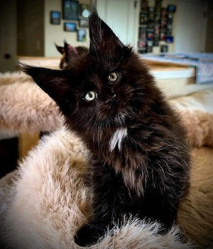    Maine Coon Kitten   10 Wochen alt    Bild 3