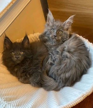    Maine Coon Kitten   10 Wochen alt    Bild 4