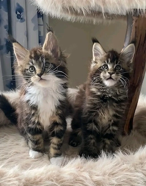    Maine Coon Kitten   10 Wochen alt   