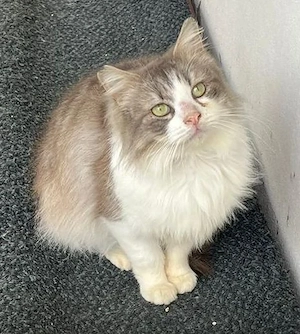 Max sucht ihr Für-immer-Zuhause als Wohnungskater