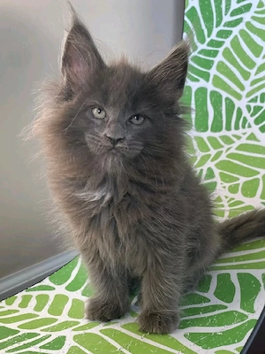    Maine Coon Kitten   10 Wochen alt    Bild 8