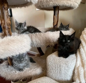    Maine Coon Kitten   10 Wochen alt    Bild 7