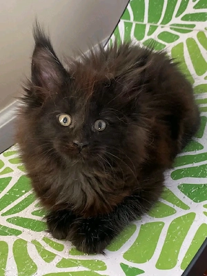    Maine Coon Kitten   10 Wochen alt    Bild 5