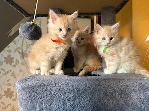 maincoon babys 